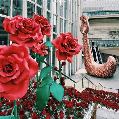 Sevgililer Dayiler Çiçeği